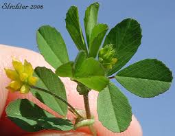 Attēlu rezultāti vaicājumam “Trifolium dubium”