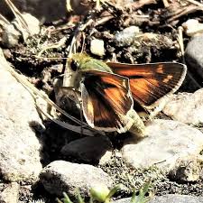 Attēlu rezultāti vaicājumam “Hesperia comma male”