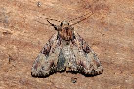 Attēlu rezultāti vaicājumam “Apamea epomidion”