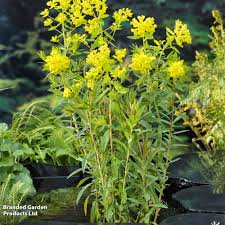 Attēlu rezultāti vaicājumam “Euphorbia palustris flower”
