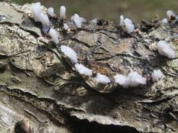 Attēlu rezultāti vaicājumam “Stemonitidaceae”