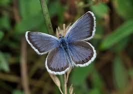 Attēlu rezultāti vaicājumam “Plebejus argus / Plebejus idas”