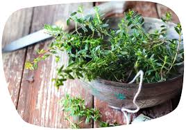 Image result for Thymian