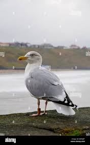 Attēlu rezultāti vaicājumam “Larus argentatus adult”