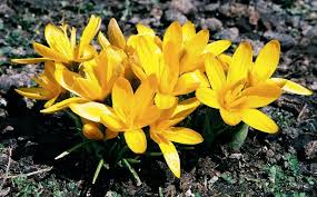 Attēlu rezultāti vaicājumam “Iris rosenbachiana flower”