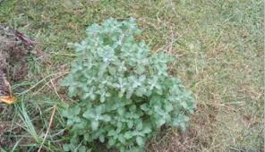 Image result for Marrubium vulgare