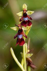 Attēlu rezultāti vaicājumam “Ophrys insectifera flower”