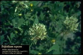 Attēlu rezultāti vaicājumam “Trifolium repens”