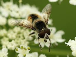 Attēlu rezultāti vaicājumam “Eristalis sp.”