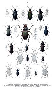 Attēlu rezultāti vaicājumam “Pterostichus quadrifoveolatus”