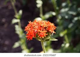 Attēlu rezultāti vaicājumam “Silene chalcedonica leaf”