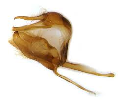 Attēlu rezultāti vaicājumam “Thymelicus sylvestris underside”