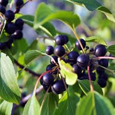 Attēlu rezultāti vaicājumam “Prunus (bird-cherry tree)”