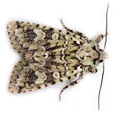 Attēlu rezultāti vaicājumam “Griposia aprilina”