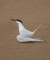 Image result for Sterna dougallii