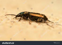 Attēlu rezultāti vaicājumam “Poecilus lepidus”