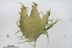 Attēlu rezultāti vaicājumam “Ptilidium pulcherrimum”