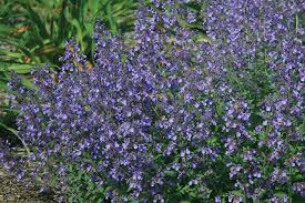 Attēlu rezultāti vaicājumam “Nepeta x faassenii leaf”