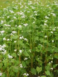 Attēlu rezultāti vaicājumam “Fagopyrum esculentum flower”