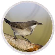 Image result for Sylvia hortensis