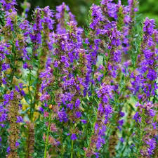 Image result for Ysop