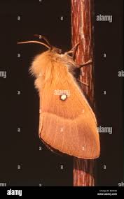 Attēlu rezultāti vaicājumam “Lasiocampa quercus imago”