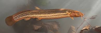 Image result for vissen