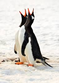 Image result for penguin
