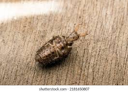 Attēlu rezultāti vaicājumam “Myrmeleontidae imago”