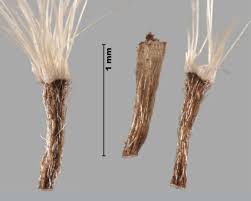 Attēlu rezultāti vaicājumam “Inula britannica”
