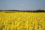 Oilseed rape (canola) is a - via Daymix