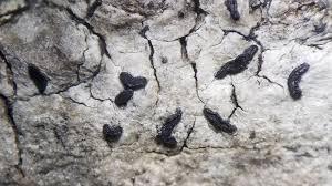 Attēlu rezultāti vaicājumam “Alyxoria varia”