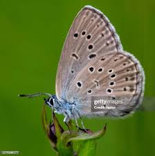 Attēlu rezultāti vaicājumam “Maculinea alcon underside”