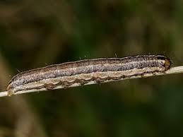 Attēlu rezultāti vaicājumam “Apamea remissa”