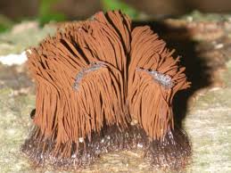 Attēlu rezultāti vaicājumam “Stemonitis fusca”