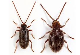 Attēlu rezultāti vaicājumam “Ptinus sp. male”