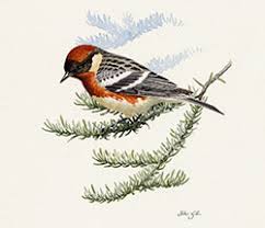 Image result for Dendroica castanea