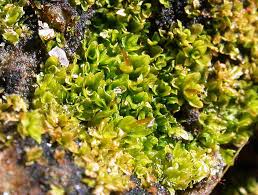 Attēlu rezultāti vaicājumam “Tortula subulata”