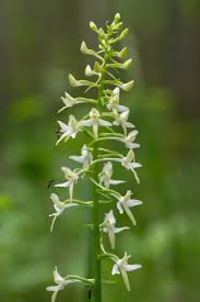 Attēlu rezultāti vaicājumam “Platanthera bifolia leaf”