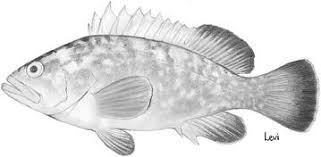 Image result for Epinephelus marginatus