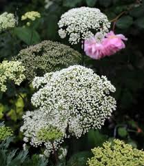 Attēlu rezultāti vaicājumam “Cenolophium denudatum leaf”