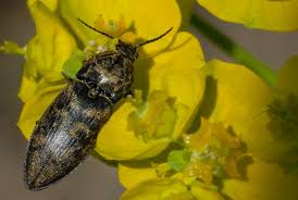 Attēlu rezultāti vaicājumam “Prosternon tessellatum”