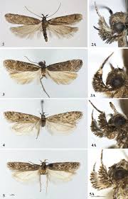 Attēlu rezultāti vaicājumam “Gelechia jakovlevi”