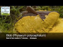 Attēlu rezultāti vaicājumam “Physarum obscurum sessile”