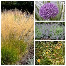 Attēlu rezultāti vaicājumam “Molinia caerulea flower”