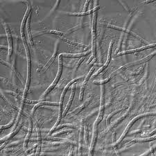 Attēlu rezultāti vaicājumam “Hildenbrandia rivularis”