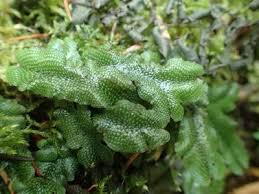 Attēlu rezultāti vaicājumam “Conocephalum salebrosum sporophyte”