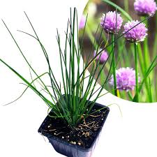Image result for Allium schoenoprasum