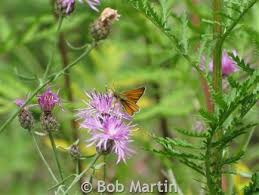 Attēlu rezultāti vaicājumam “Thymelicus lineola underside”