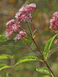 Attēlu rezultāti vaicājumam “Physarum luteolum”